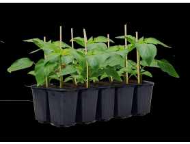 Sadzonki papryki słodkiej mix odmian 10 szt. 4 FLOWER