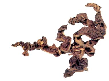 Zdjęcie: Ozdoba akwarystyczna korzeń Mopani duży 23x45x25 cm ZOLUX