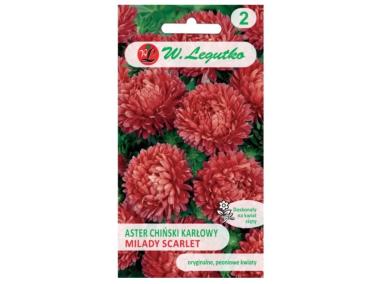 Zdjęcie: Aster chiński Milady Scarlet czerwony 1g W.LEGUTKO