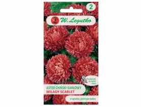 Aster chiński Milady Scarlet czerwony 1g W.LEGUTKO
