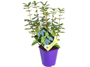 Zdjęcie: Jagoda kamczacka C2 CLEMATIS