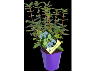 Zdjęcie: Jagoda kamczacka C2 CLEMATIS