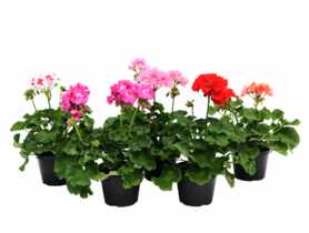 Pelargonia Zonale mix kolorów 4FLOWER