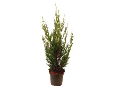 Zdjęcie: Cyprysowiec Cupressocyparis leylandii Green Rocket ŁAZUCCY