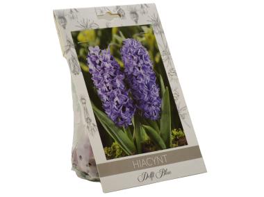 Zdjęcie: Hiacynt Delft Blue W.LEGUTKO