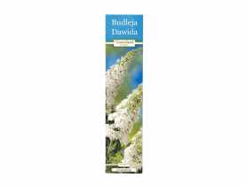 Budleja GARTENLAND
