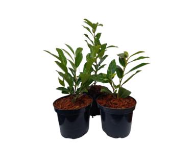 Zdjęcie: Laurowiśnia wschodnia Prunus laurocerasus Nero PBR ŁAZUCCY