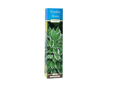 Zdjęcie: Funkia Hosta GATTENLAND