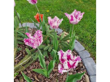 Zdjęcie: Agrowłóknina ściółkująca Agro-Marina 50 g czarna 3,2 x 5 m, 14 szpilek AGRIMPEX