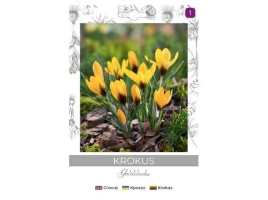 Zdjęcie: Krokus Goldilocks ciemnożółty 8 sztuk W.LEGUTKO