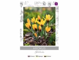 Krokus Goldilocks ciemnożółty 8 sztuk W.LEGUTKO
