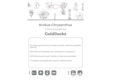 Zdjęcie: Krokus Goldilocks ciemnożółty 8 sztuk W.LEGUTKO