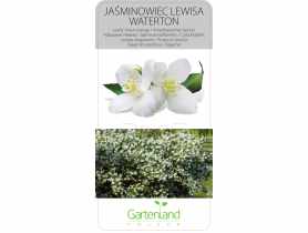Jaśminowiec wonny GARTENLAND