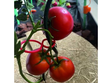 Zdjęcie: Klipsy do podtrzymania pomidorów Tomato Clip, czerwony NORTENE