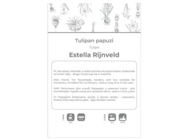 Zdjęcie: Tulipan Estella Rijnveld czerwono-biały 3 sztuki W.LEGUTKO