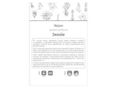 Zdjęcie: Ifejon Jessie niebieski 5 sztuk W.LEGUTKO