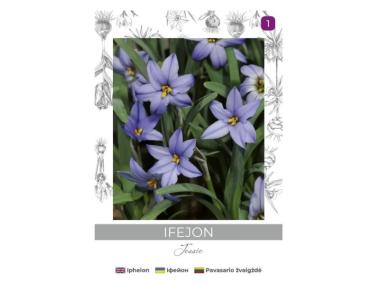 Zdjęcie: Ifejon Jessie niebieski 5 sztuk W.LEGUTKO