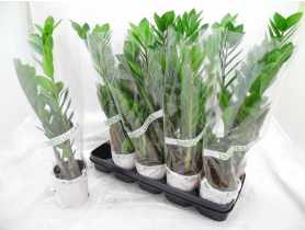 Zamioculcas KAMA MAŚLANKIEWICZ