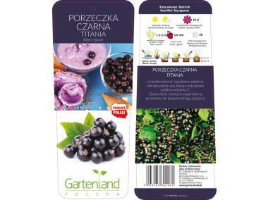 Zdjęcie: Porzeczka czarna Titania GARTENLAND