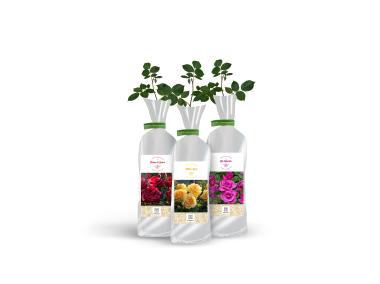 Zdjęcie: Róża wielkokwiatowa mix odmian DIPLANTS