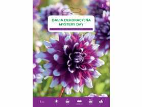 Dalia ogrodowa Mystery Day LEGUTKO