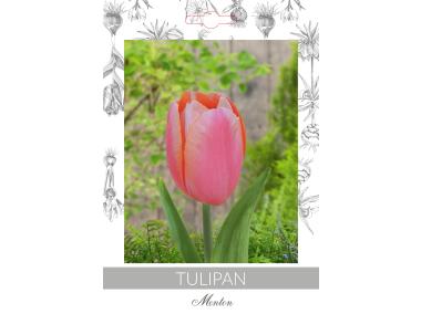 Zdjęcie: Tulipan Menton W.LEGUTKO