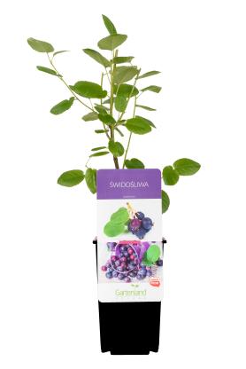 zdjęcie produktu