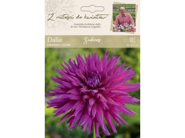 Zdjęcie: Dalia ogrodowa Sukces kolekcja dalii W.LEGUTKO