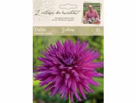 Dalia ogrodowa Sukces kolekcja dalii W.LEGUTKO