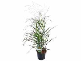 Proso rozgowate mix 40-60 cm ŁAZUCCY