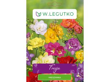 Zdjęcie: Frezja ogrodowa mieszanka seria tradycyjna W.LEGUTKO