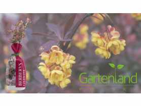 Berberys czerwony GARTENLAND