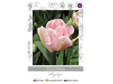 Zdjęcie: Tulipan Angelique różowy 4 sztuki W.LEGUTKO