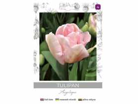 Tulipan Angelique różowy 4 sztuki W.LEGUTKO