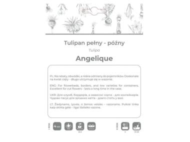Zdjęcie: Tulipan Angelique różowy 4 sztuki W.LEGUTKO