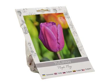 Zdjęcie: Tulipan Purple Flag W.LEGUTKO