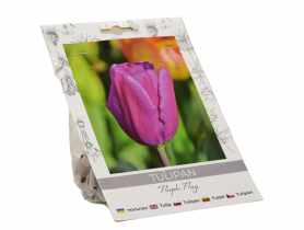 Tulipan Purple Flag W.LEGUTKO