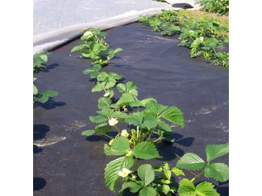 Zdjęcie: Agrowłóknina ściółkująca do truskawek Agro-Marina 50 g czarna 1,2 x 10 m AGRIMPEX