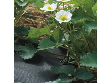 Zdjęcie: Agrowłóknina ściółkująca do truskawek Agro-Marina 50 g czarna 1,2 x 10 m AGRIMPEX