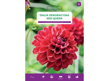 Zdjęcie: Dalia ogrodowa Red Queen LEGUTKO