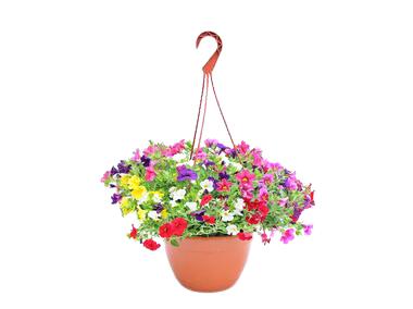 Zdjęcie: Calibrachoe Million Bells mix kolorów 4FLOWER