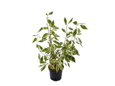 Zdjęcie: Dereń biały Cornus alba Elegantissima ŁAZUCCY