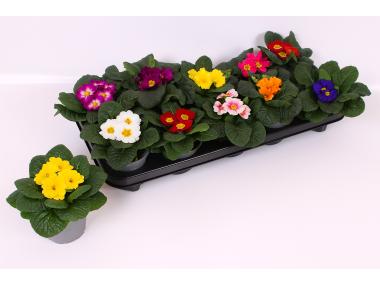 Zdjęcie: Kwiat doniczkowy Prymula KAMA