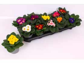 Kwiat doniczkowy Prymula KAMA