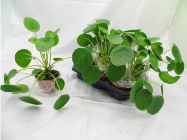 Zdjęcie: Kwiat doniczkowy Pilea KAMA