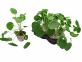 Kwiat doniczkowy Pilea KAMA