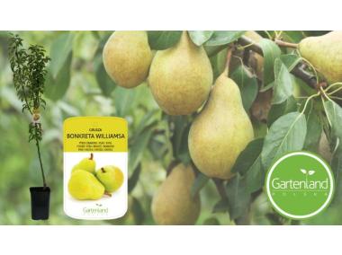 Zdjęcie: Grusza 160-170 cm - 5 L GARTENLAND