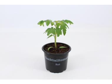 Zdjęcie: Sadzonka pomidora gałązkowego 4 FLOWER