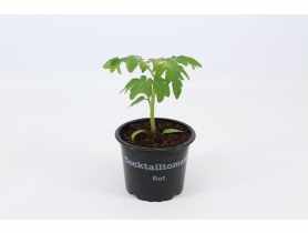 Sadzonka pomidora gałązkowego 4 FLOWER