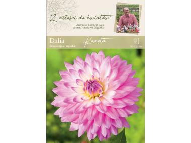 Zdjęcie: Dalia ogrodowa Kometa kolekcja dalii W.LEGUTKO